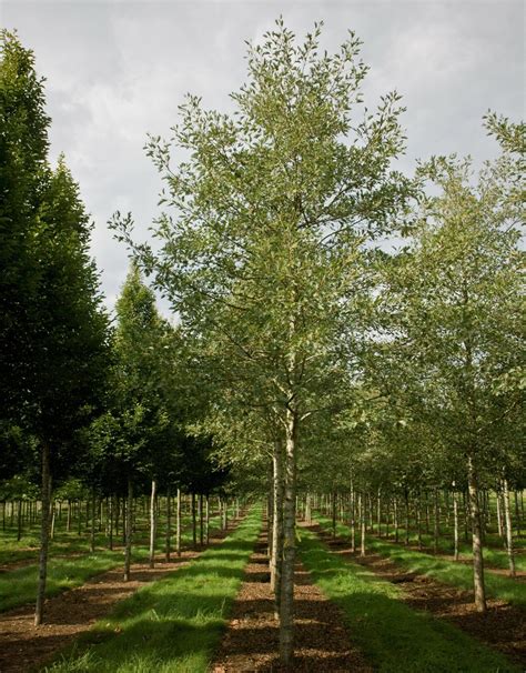 Alnus Glutinosa 'Laciniata' (Cut-Leaved Common Alder)