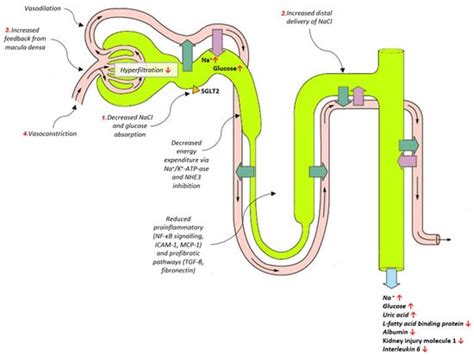 SGLT2 Inhibitors in Chronic Kidney Disease: From Mechanisms to Clinical ...
