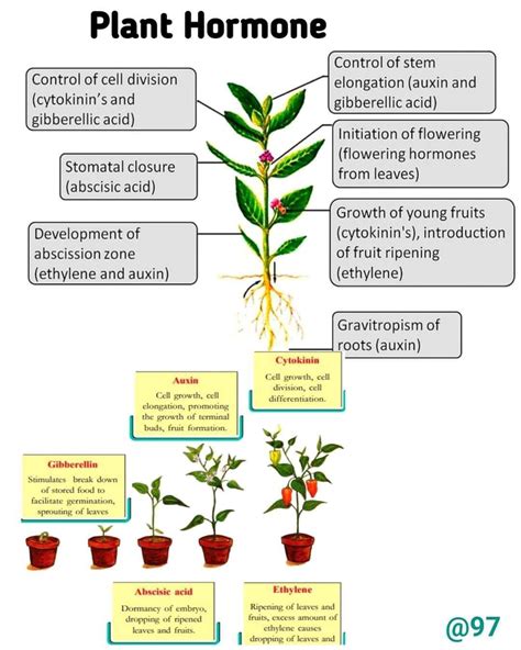 An overview of plant growth regulators plant hormones phytohormones ...