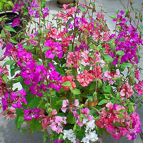 Clarkia Pulchella Mix Seeds – Multicolor Winter Bloom