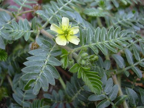 Image result for Tribulus