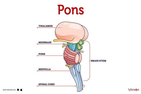 Image result for Pons Function