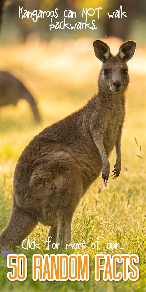 Image result for Random Easy Facts