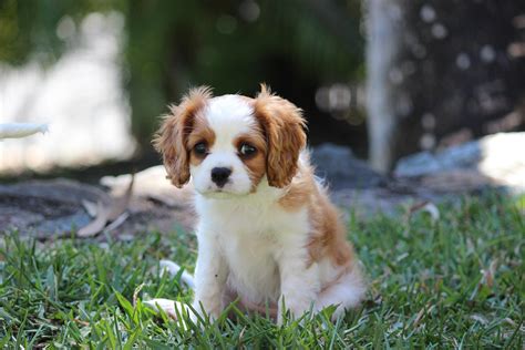 Cavalier King Charles Spaniel Wallpapers - Wallpaper Cave