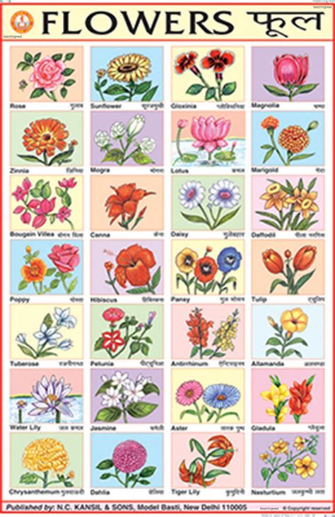 Buy CC08 | TeachingNest | Flowers Chart (50x75cm) | Charts For Children ...