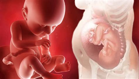 怀孕5个月不显怀，是胎儿发育不正常吗？孕妇别盲目担心 - 百度宝宝知道