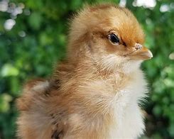 Image result for Real Baby Chicks