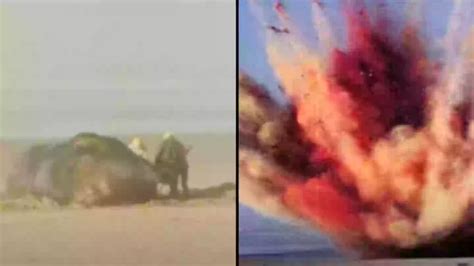 Image result for Owl Exploding