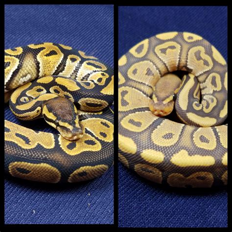 Image result for Ghost Python Morph