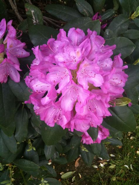 Rhododendron West Virginia