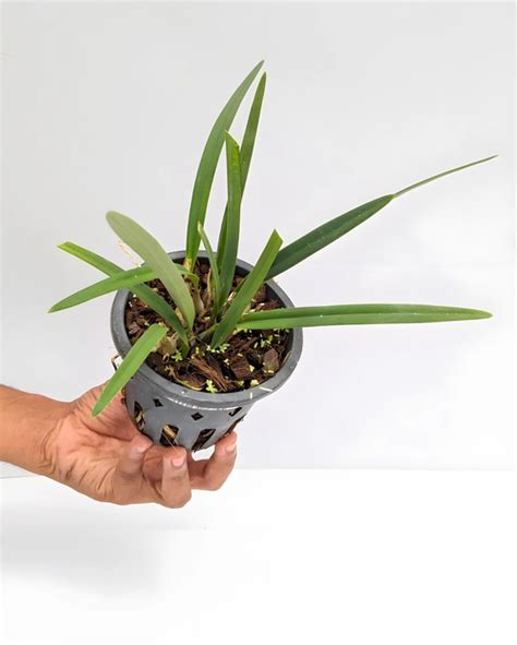 Exotic Orchid Species Encyclia Tampensis Without Flower