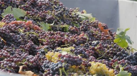 Wine Making Process 的图像结果