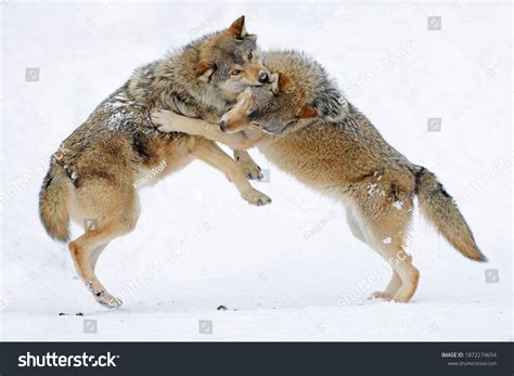 Baby Wolves Playing