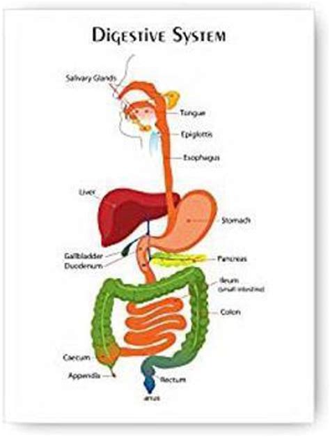 Image result for Child Digestive System