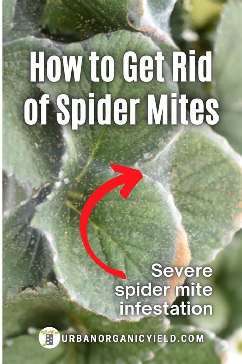 How to Kill Spider Mites 的图像结果