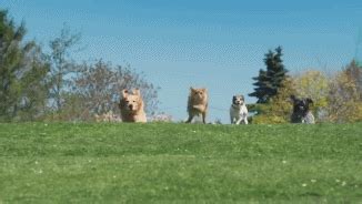 Image result for O2 Advert Dog