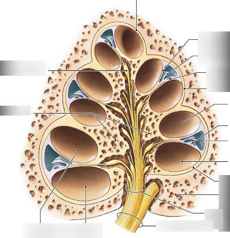 Image result for Modiolus Cochlea