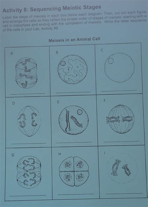 Stages Of Meiosis Under Microscope