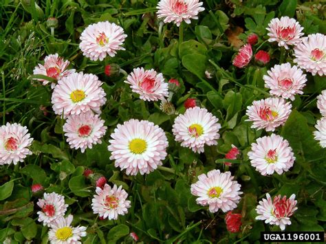 English daisy (Bellis perennis)