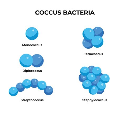Coccus bacteria type with circular shape. Isolated biology educational ...