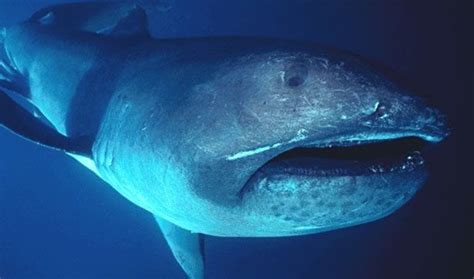 Biggest Shark in the World, List of Top-10