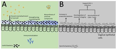 The Interplay of Genital Herpes with Cellular Processes: A Pathogenesis ...