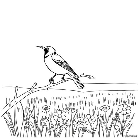 Oklahoma State Bird Coloring Page