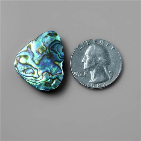 Buy Abalone Paua Shell N1091 Online at Gemstonesforsale