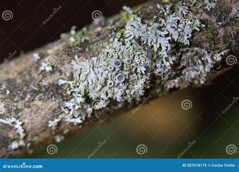Physcia Aipolia, Commonly Known As Hoary Rosette Lichen, is a Species of Fungal Lichen in the ...