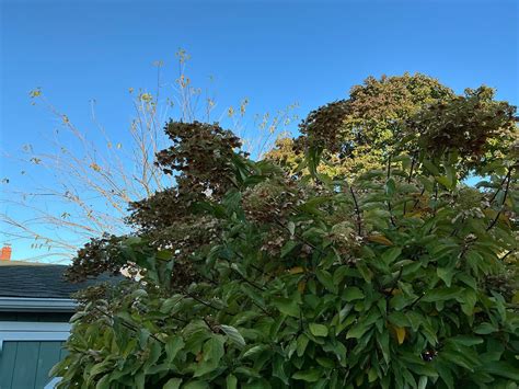 Image result for iPad Mini Pro