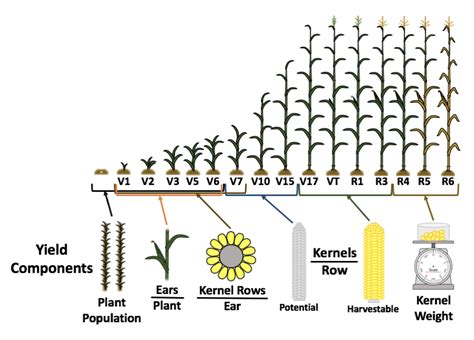 Corn Nitrogen Management