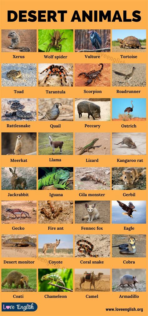 Desert Animals Names, Desert Biome Animals, Wild Animals Pictures ...