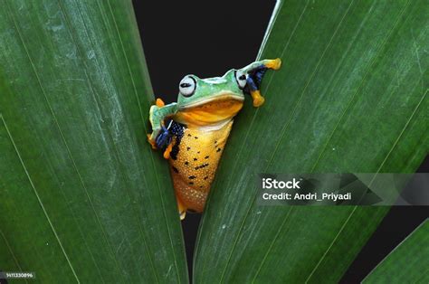 Image result for Tree Frog Fly
