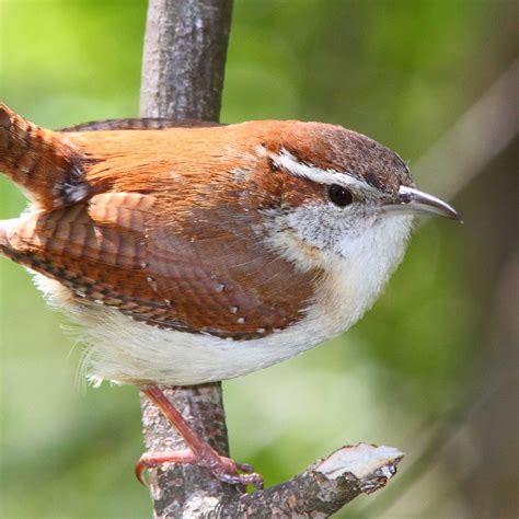 Carolina Wren | National Geographic