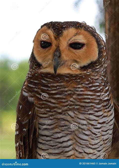 Genus Of Owls