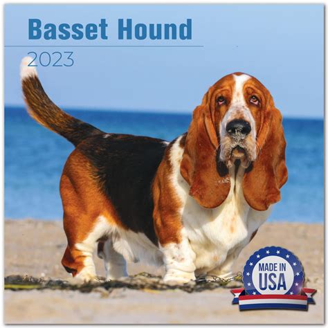 How Much Do Basset Hounds Cost In Australia