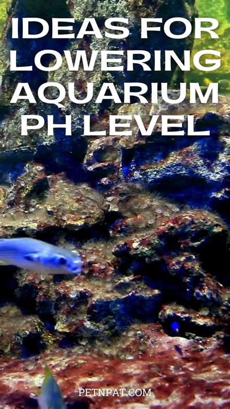 How To Safely Lower PH In Your Aquarium And Keep It Stable | Aquarium ...