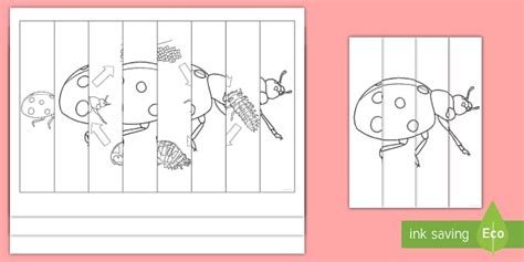 Ladybird Life Cycle Agamographs Colouring Pages - Twinkl