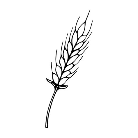 Premium Vector | Single continuous line drawing of whole healthy organic wheat grain for farm ...