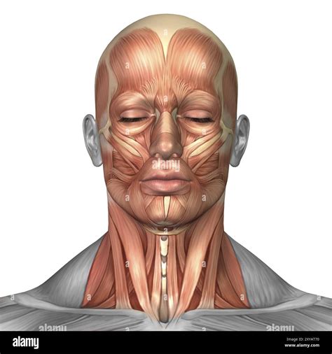 Anatomy of human face and neck muscles, front view Stock Photo - Alamy