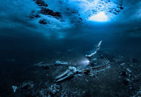 Dive Below the Surface with the Stunning Images of the 2024 Underwater ...
