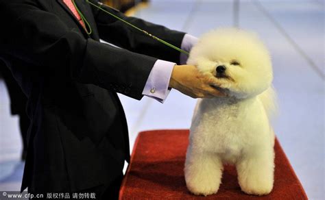 韩国举行国际狗展 小家伙列队亮相傲气十足_旅游频道_凤凰网