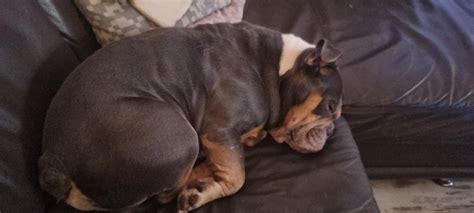 If he nods 20 hours out of 24 hours a day : r/Bulldogs