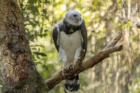 Wild, dangerous & top 10 animals in Ecuador 2025