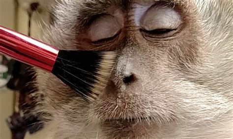 Monkey With Makeup Getting Hair Brushed | Makeupview.co