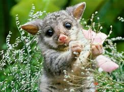 Image result for Cutest Baby Animal Wallpapers