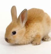 Image result for Free Bunny Patterns