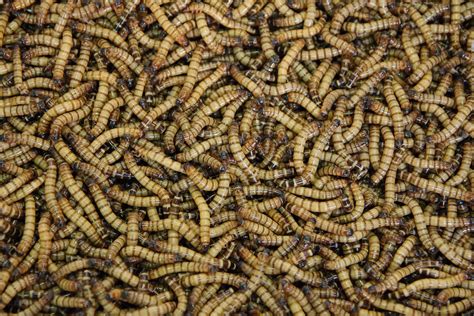 Mealworms: Profile and Information