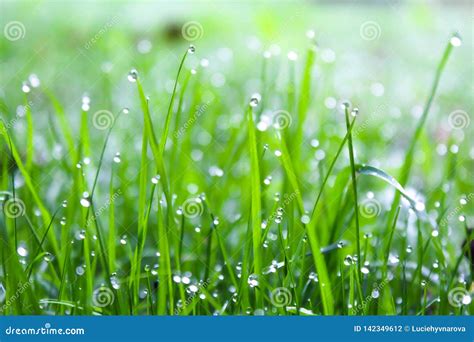 Bright Green Grass with Dew Drops Stock Photo - Image of snowdrops ...