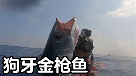 大深蓝潜水打鱼，打上来一条狗牙金枪拉力超猛，晚上直接生吃【探海老表】 - YouTube